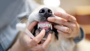 Teeth Cleaning