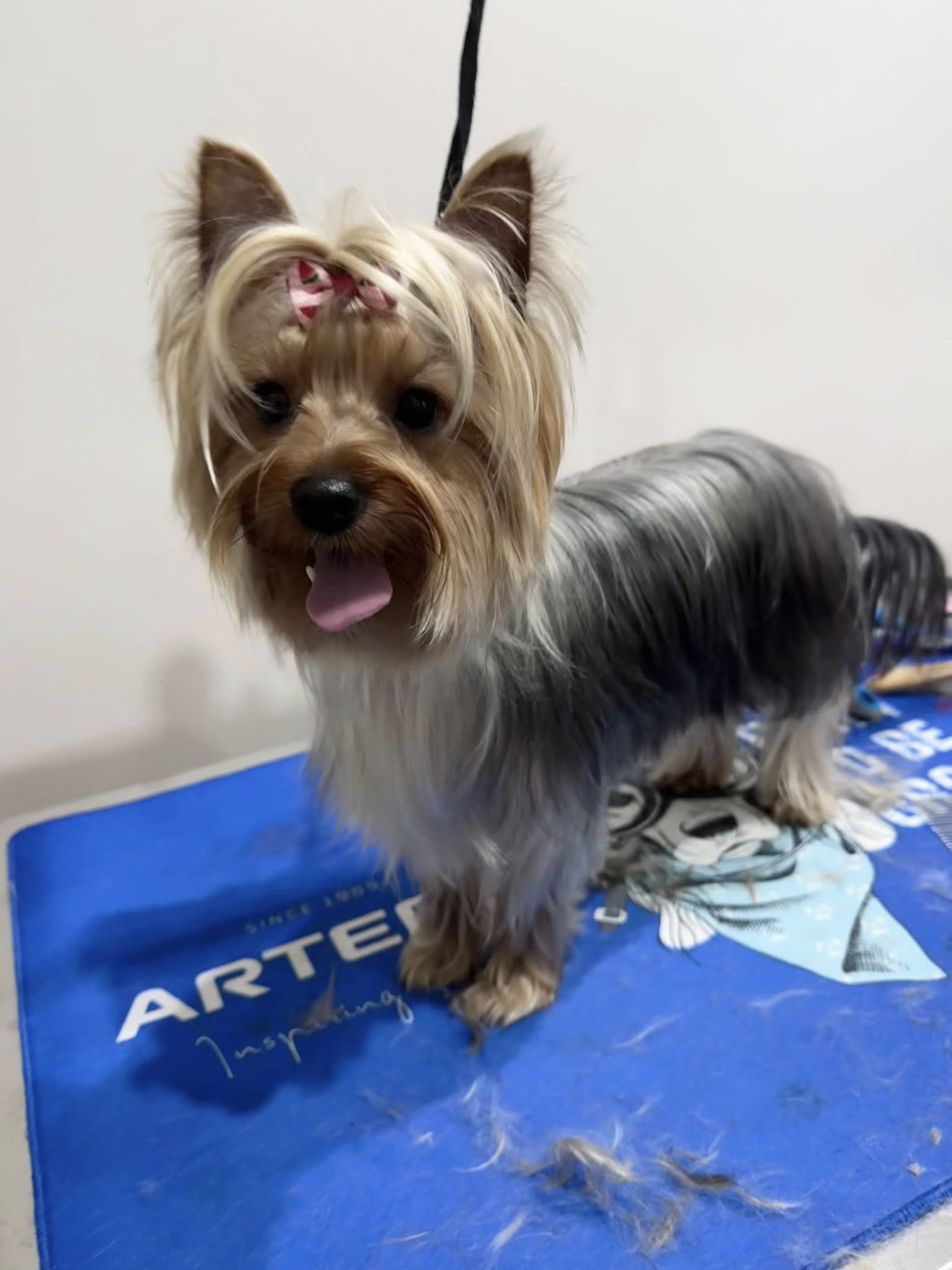 Full Groom - Small dogs