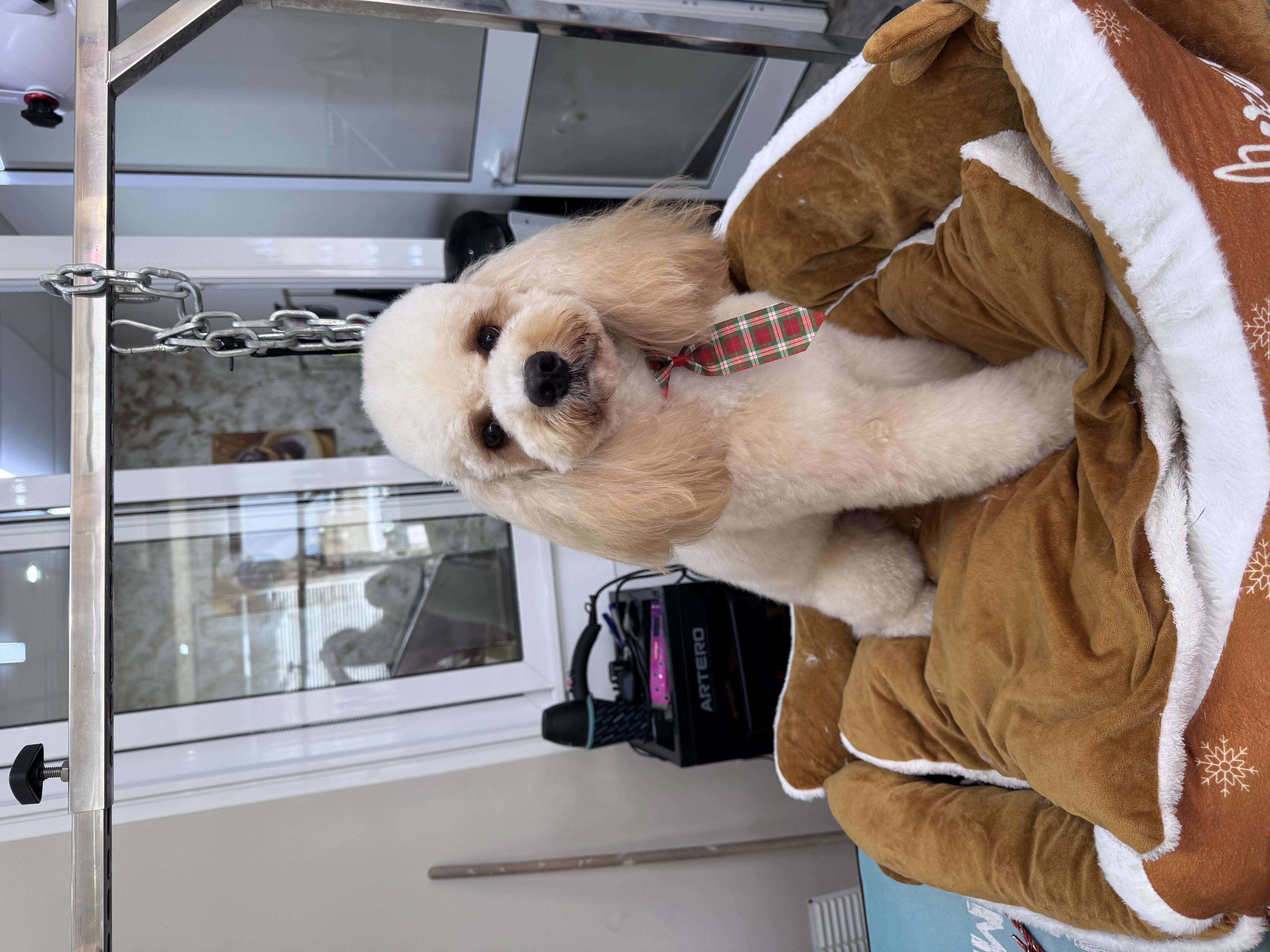 Full Groom - Medium dogs