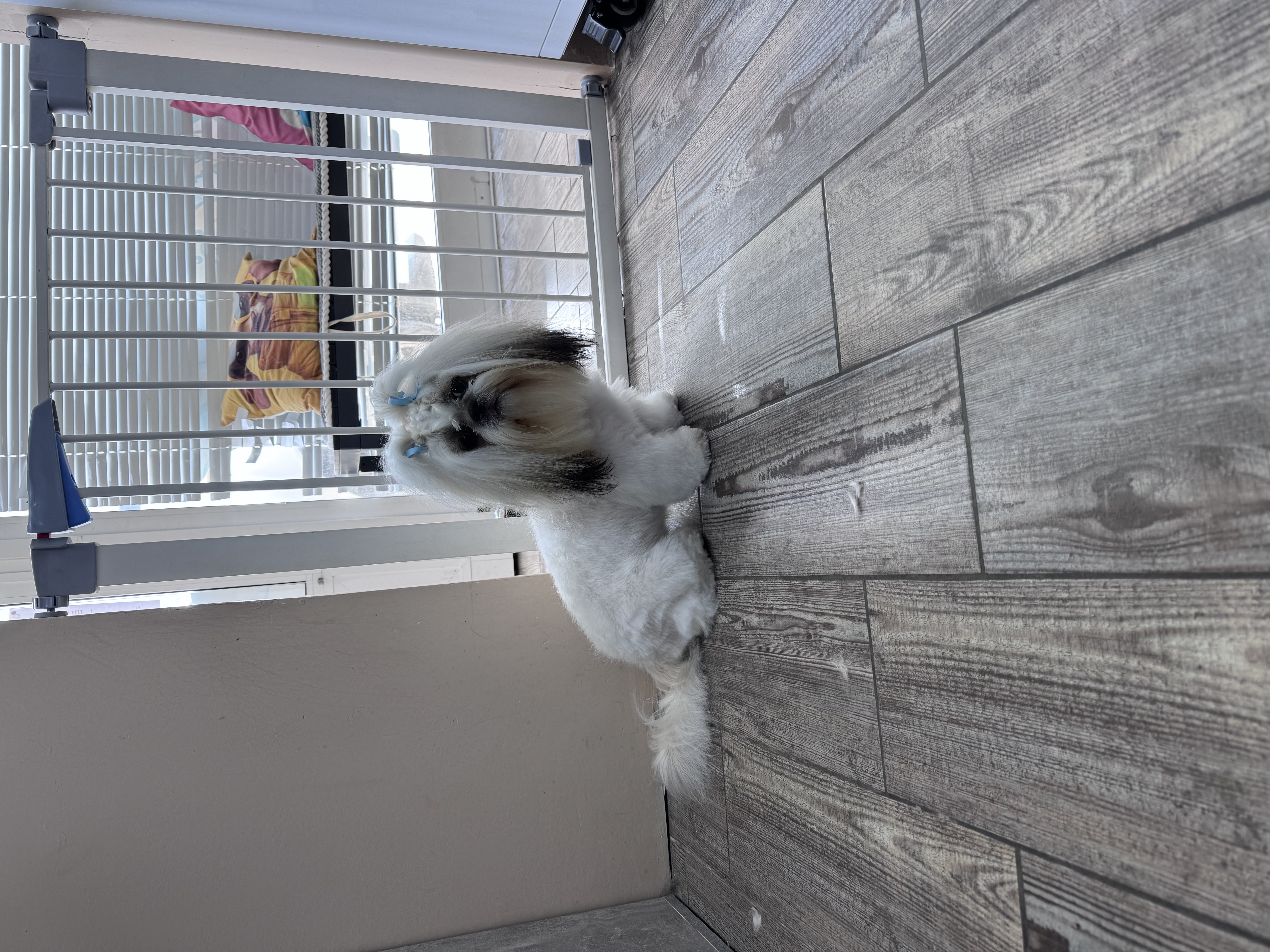 Tidy trim / Light trimming - medium dog