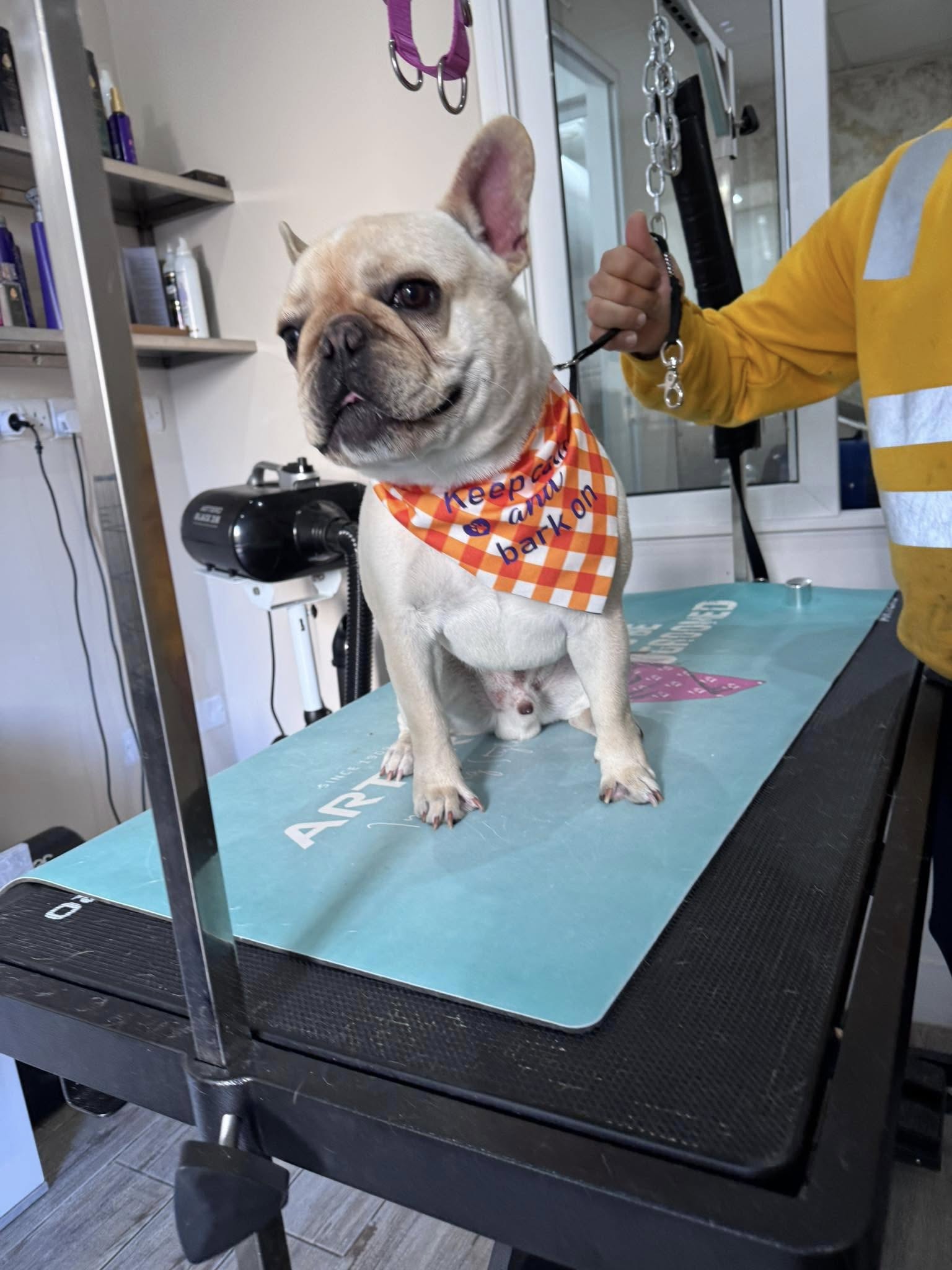 Short coat maintenance - medium dog