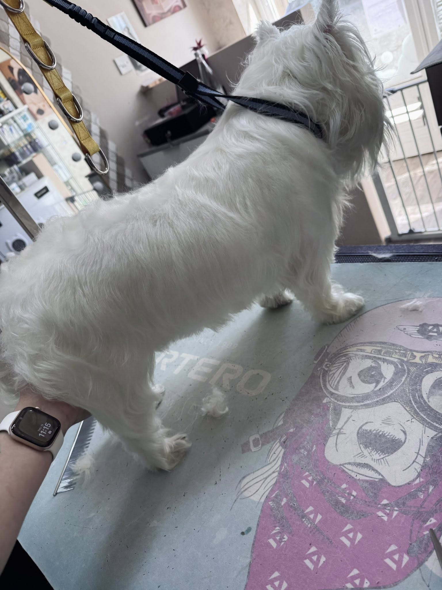 Skin & Coat Treatment