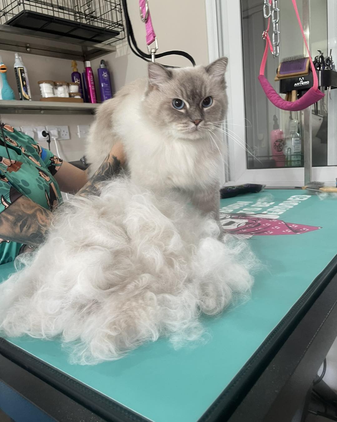 Cat deshedding