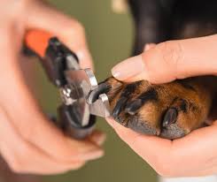Nail Clipping
