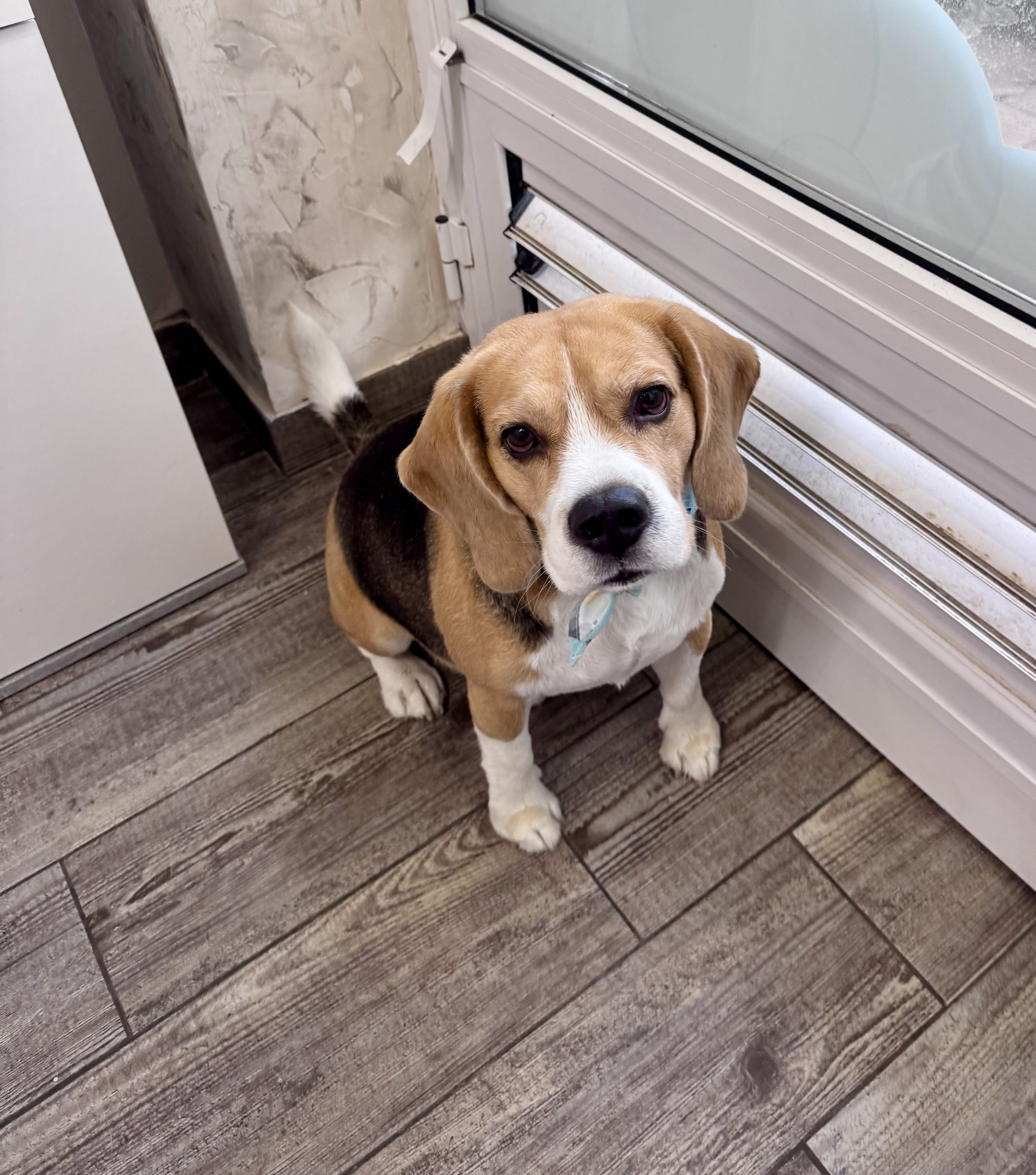 Bath & Blow dry - Medium dogs