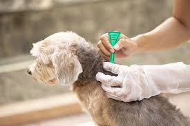 Flea Treatment