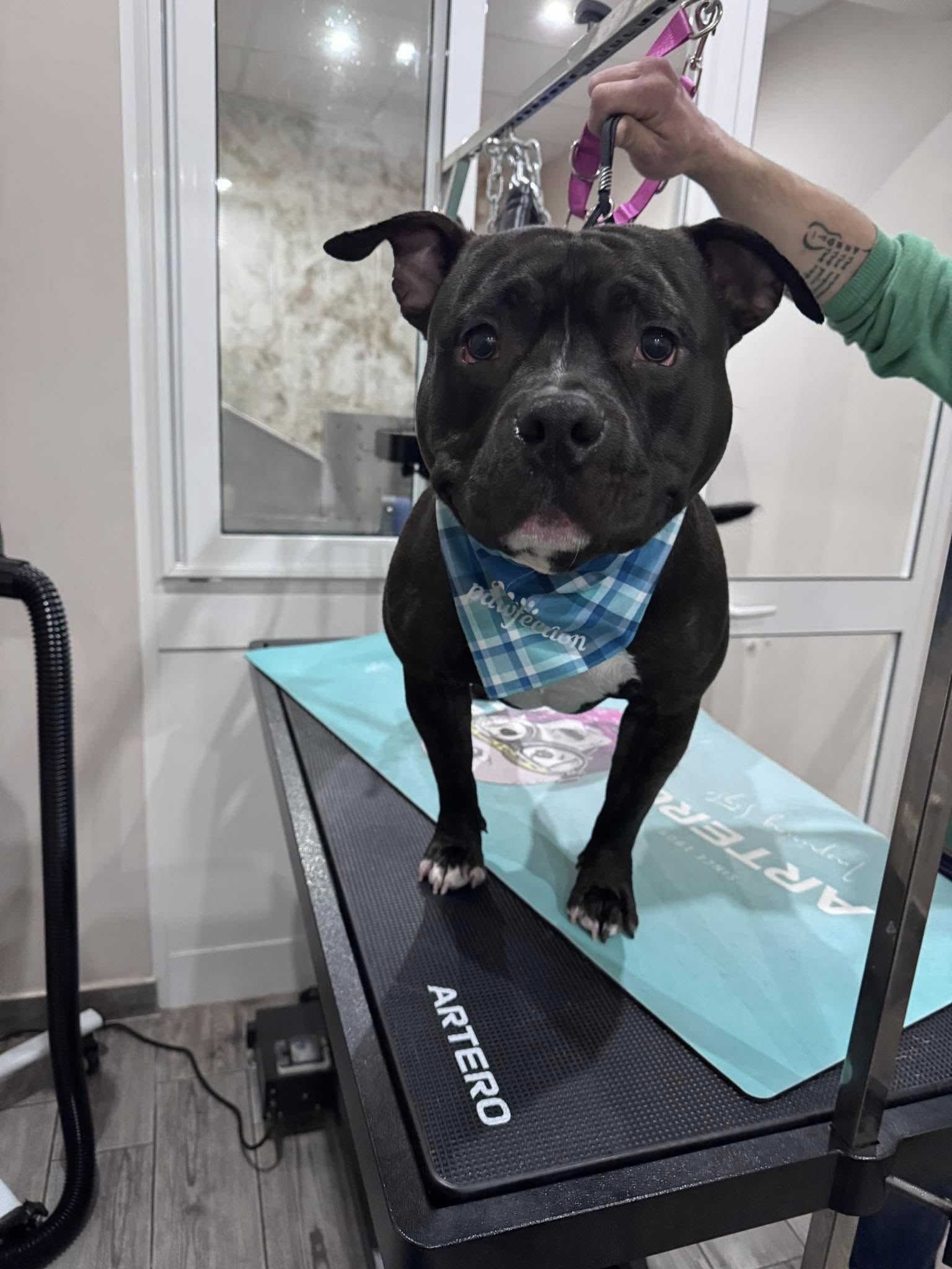 Short coat maintenance - large dog