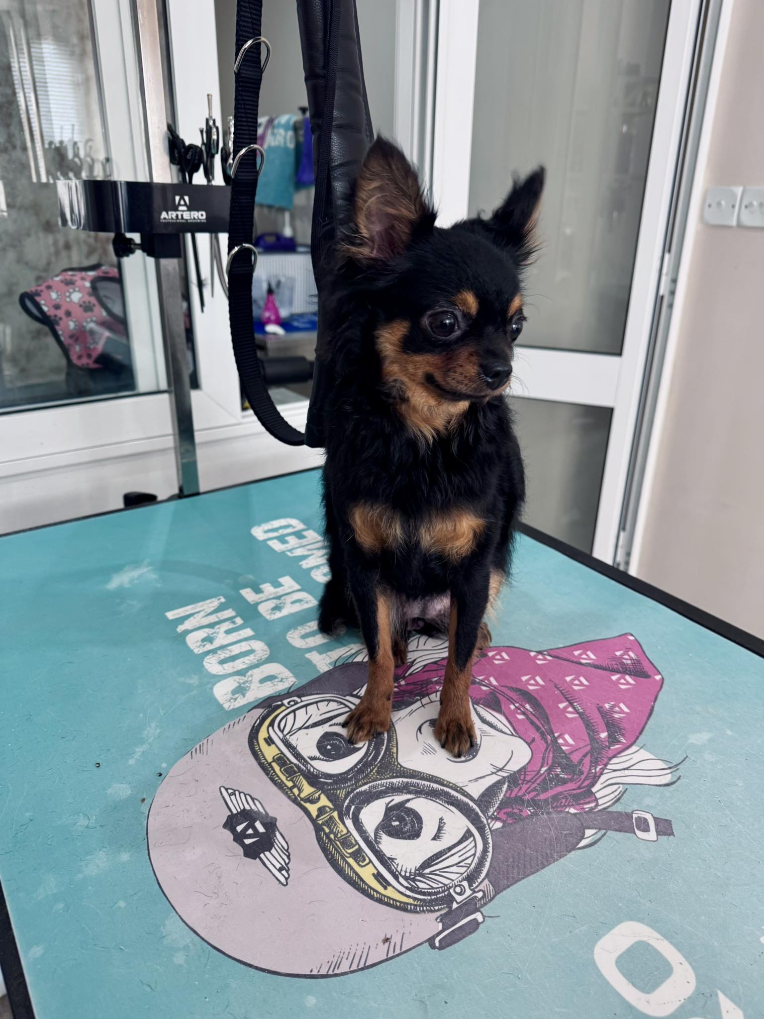 Short coat maintenance - small dog